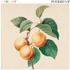 Apricot