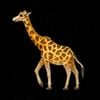 2slimey - Giraffes