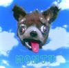 Novo Amor - monty (＾ᴥ＾)