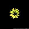 Viewer From A Black Star