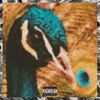 peacock - DAWN