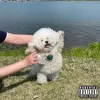 Blu - GOOD MEN DIE LIKE DOGS