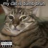 AngellxvesCats - my cat is dumb bruh : the EP