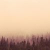 jade hurst - the dead and flooded forest