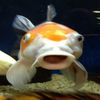 frilliam the fish - THE FISH TAPE
