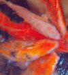 Koi Seasons