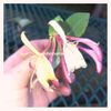 Cc Angel - soundcloud garden (21-23)