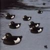 Merzbow - Kamo: 13 Japanese Birds Pt. 6