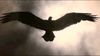 ¥$ - Vultures (Havoc Version)