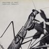 Courtney Barnett - Creature of Habit