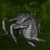 Phyllomedusa - Phyllorooms