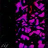dg000000 - K4L