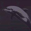 Dolphin2048 - Music To Shake To