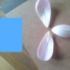 waera - notice