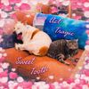 Act Tragic - Sweet Tooth