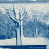 Brrd / Wodoo Wolcan - Brrd / Wodoo Wolcan