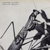 Courtney Barnett - Mantis / Sugar Plum