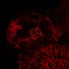 Impure Declaration - Of Veins, Tendons and Bones