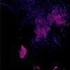 Bleedlivin - EVERYTHINGBUTNOTHING
