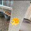 ShiverNovai - тирә-яҡ мөхит альбомы, ике мең егерме ике .