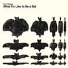 Finn Streuper - What It's Like to Be a Bat