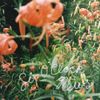 Brennan Wedl - Six O'Clock News