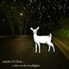 maybe it's best... - a deer in the headlights