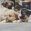 Andrezi - The Puppy
