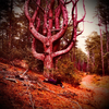 White Mills - trees