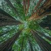 slenderbodies - Komorebi