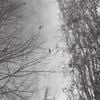 The Space Between Birds