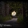 The Flashbulb - Love as a Dark Hallway