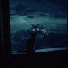 Money Flip - dreamland