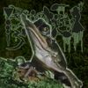 Phyllomedusa - Triprion Medial Notchgander