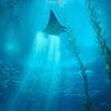 vyntle - subaquatic
