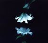 Nocturne