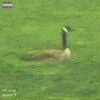 kat nine - kat nine presents: goosey