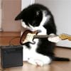 Dri - Meu gato te odeia