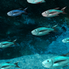 Songs About Fish - Songs About Fish