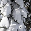 The Rest of Winter