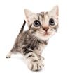 Comfortable & Sweetly Produced: Kitty Paws