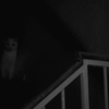 Stargaze - Unoccupied Spirits