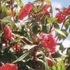 jacal - flowers