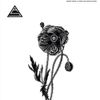 Ancient Shapes - A Flower That Wouldn&rsquo;t Bloom