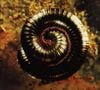 Nine Inch Nails - Closer: Further Away (Part 1 of a 2 CD Set)