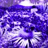 Royal Jelly - Worker