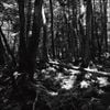 東京酒吐座 [Tokyo Shoegazer] - turnaround