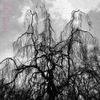 Colin Stetson and Sarah Neufeld - Never were the way she was
