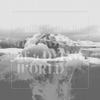 If These Trees Could Talk - The Bones of a Dying World