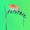 Flume - Skin Companion I